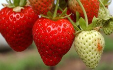 Growers react after vote against continuation of horticulture levy