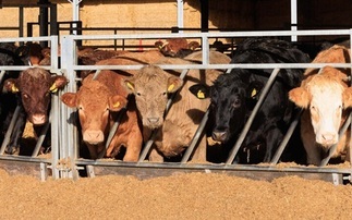 Beef and Lamb Roadmap sets out practical route for environmental progress