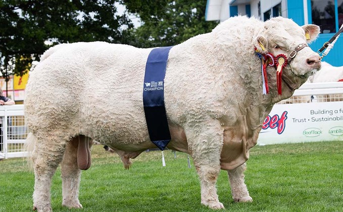 ROYAL HIGHLAND SHOW: Charolais leads Highland beef rings