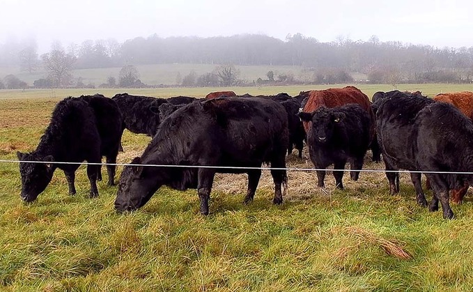 Exploring the viability of regenerative farming practices in the beef supply chain