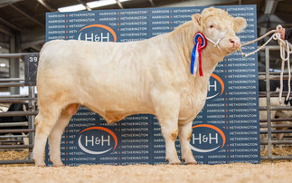 Hottbank Gold sets new Whitebred Shorthorn record