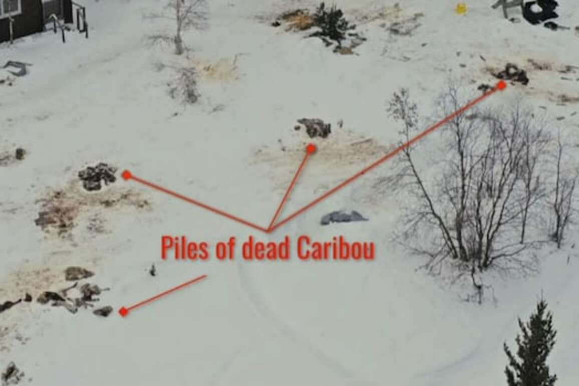 Lodge owner decries killing of caribou on property, but others caution against rush to judgment