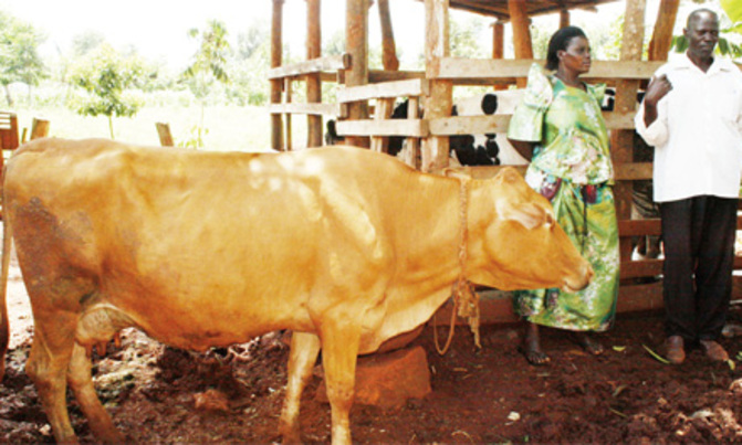 Ibanda sold vegetables to build his house Ibanda sold vegetables to build his house