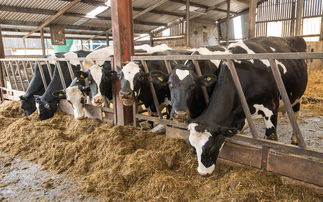 Transition cow management: Getting dry period nutrition right