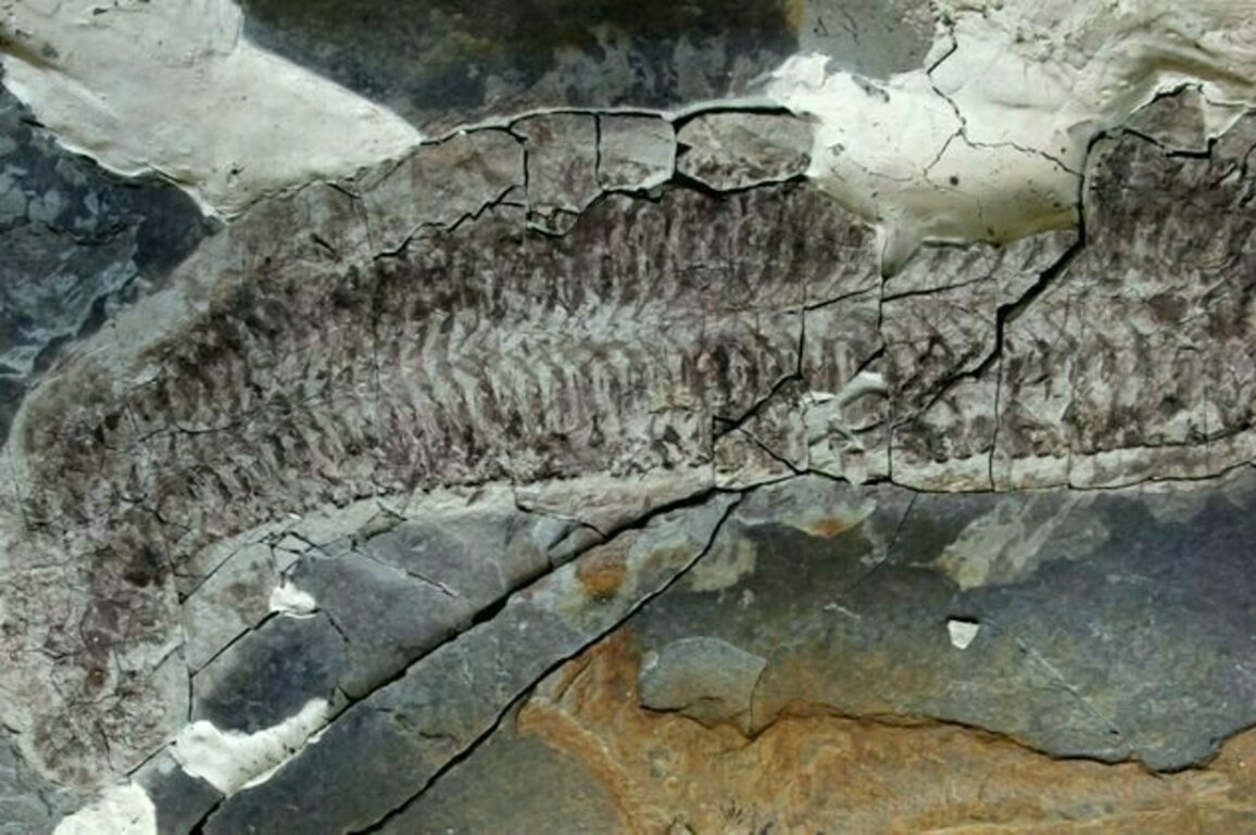 Marine fossil found in South Africa is one of a kind, thanks to unusual preservation
