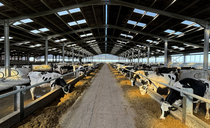 Heat stress in dairy cows: Lessons from a Cumbrian dairy farm