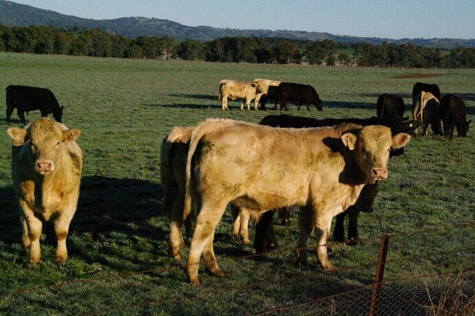 Young, virgin bulls are most at risk of contracting herpes-related diseases such as balanoposthitis. 