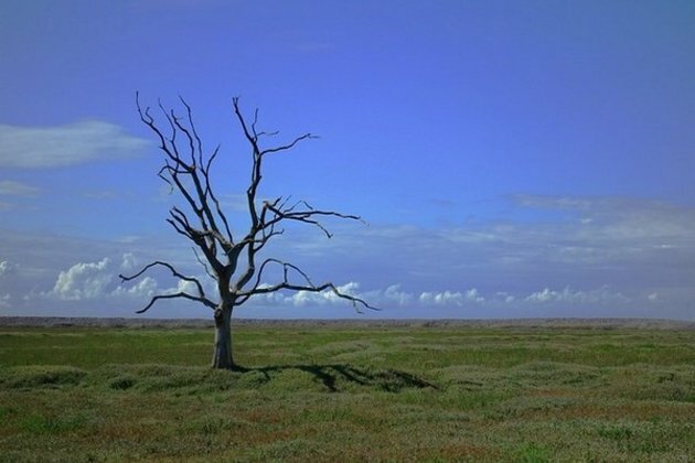 Climate 'spiral' threatens land carbon stores: Study