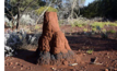  Red termite mound showing blue metallic surface around base.