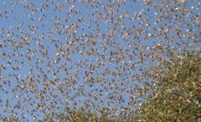 Remain alert despite low locust risk