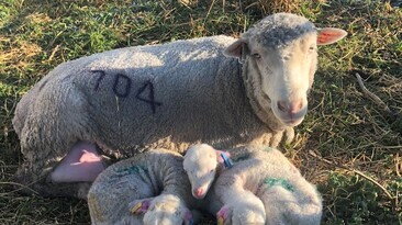 Each individual sheep’s resilience was measured through a standard vaccine challenge, where all animals receive the same vaccine to assess differences in their immune response.