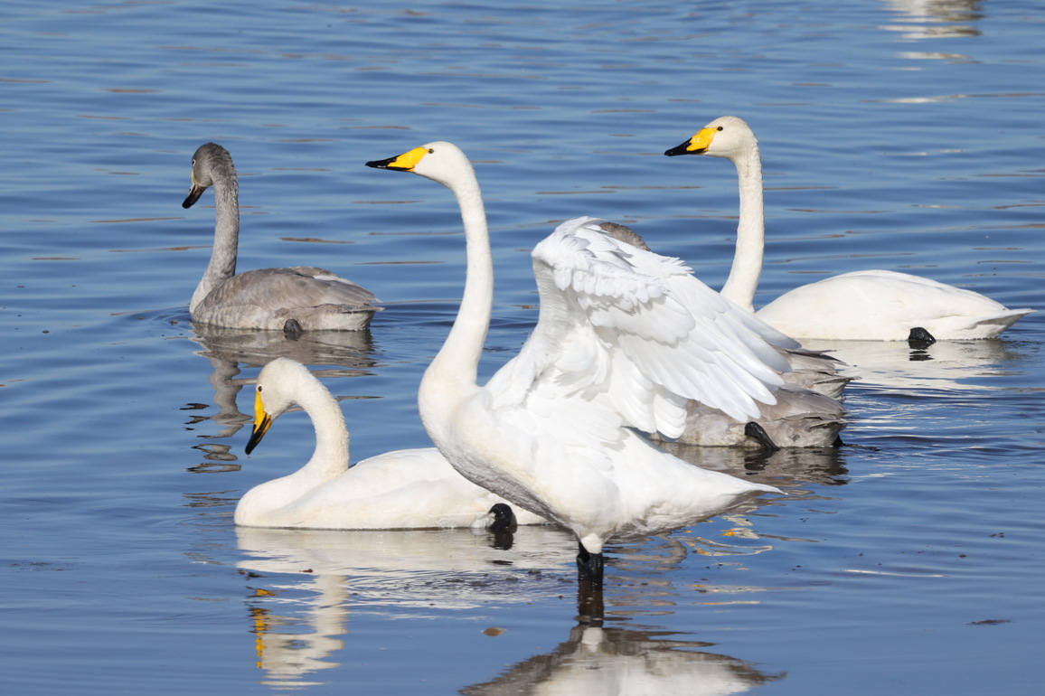 CHINA-BEIJING-MIGRATORY BIRD-SWAN (CN)