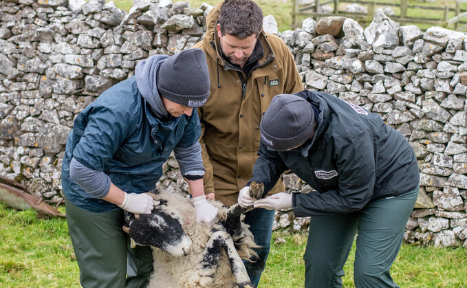Lameness in hoggs had become an issue Lameness in hoggs had become an issue