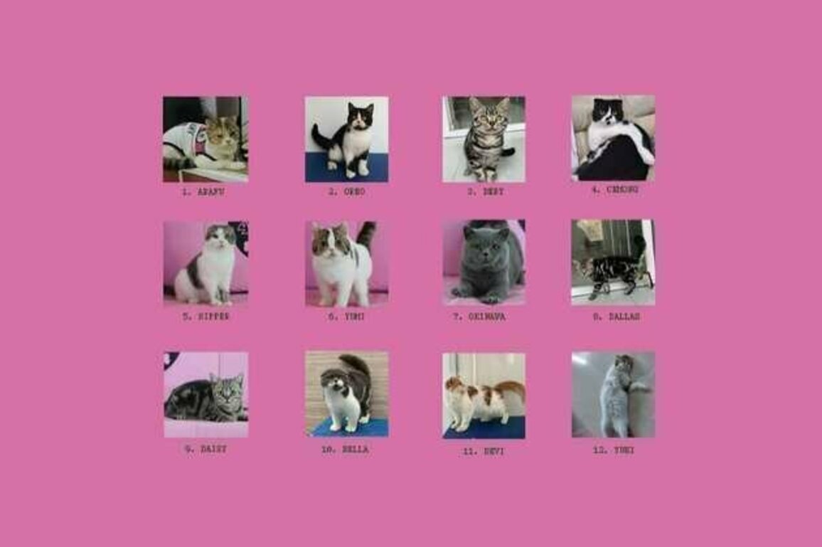 How MPs' 'abandoned' cats became the unexpected symbol of Indonesia's protests