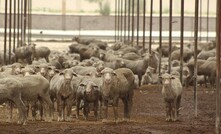 ALEC has accused Government MPs of parroting anti-ag groups lines regarding stock onboard the MV Bahijah. Credit: Tom Dawkins, Australian Livestock Exporters' Council. 