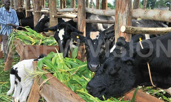 NAGRC to train farmers at expo NAGRC to train farmers at expo