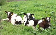 Shropshire farmer welcomes rare calf triplets on farm