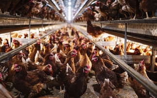 Reducing the risk of mycotoxins in pig and poultry diets 