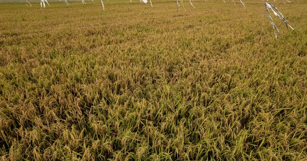 INDONESIA-WEST JAVA-RICE FIELDS-PRODUCTION
