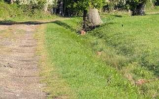 Pregnant fallow deer killed in suspected poaching incident