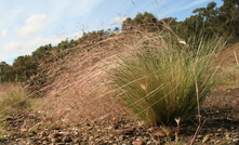 Farmers are being asked to tackle serrated tussock now as seed setting may be under way.