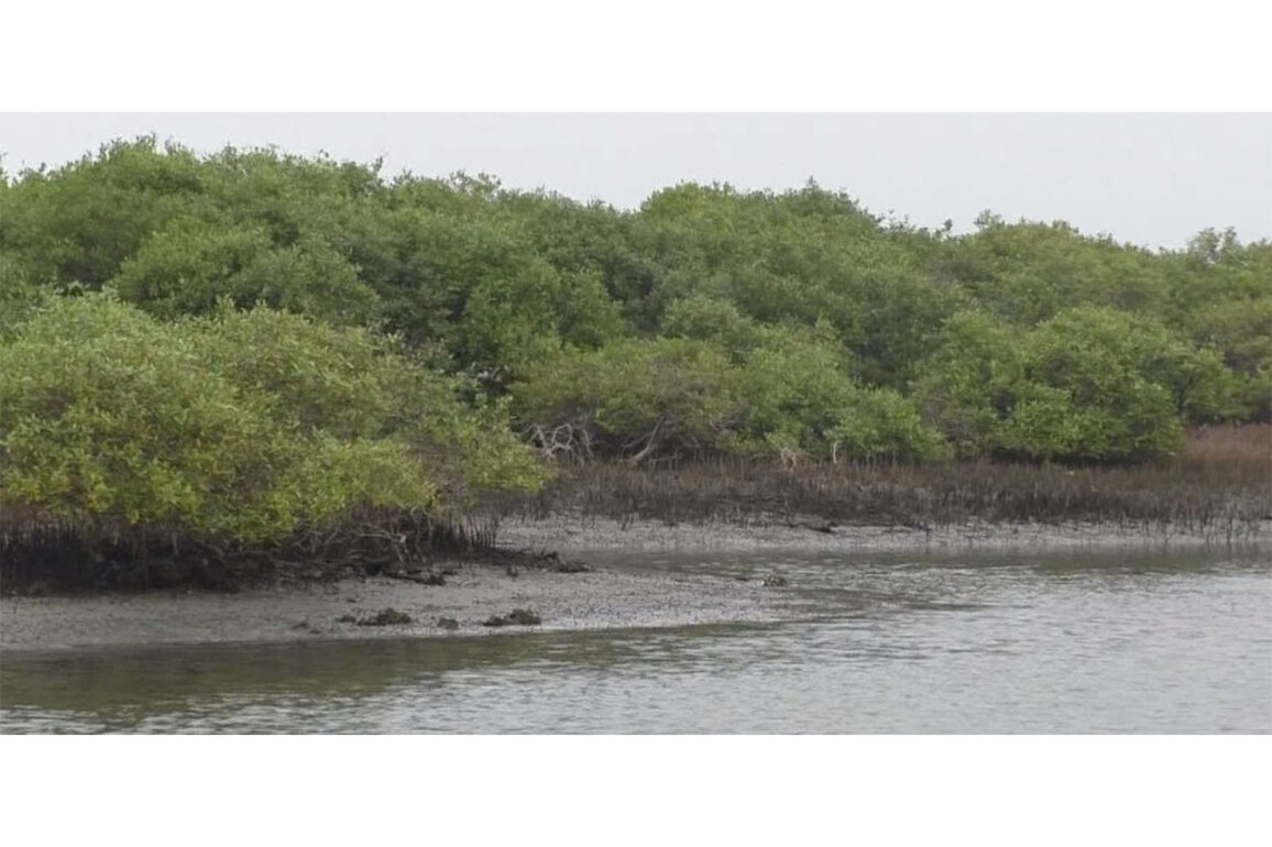 Tamil Nadu: Thoothukudi Forest Department continues mangrove restoration, expansion efforts