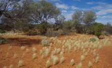  Wildflowers west of Wiluna in WA