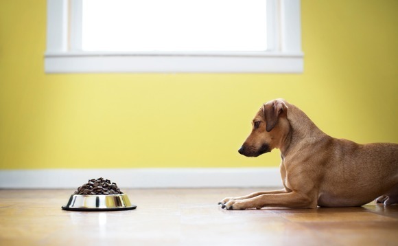 Australia's Real Pet Food taps investors for equity injection