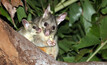 A Northern brushtail possum mother and her baby