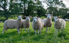 Pilgrim's UK acquires Randall Parker Foods to bolster lamb production