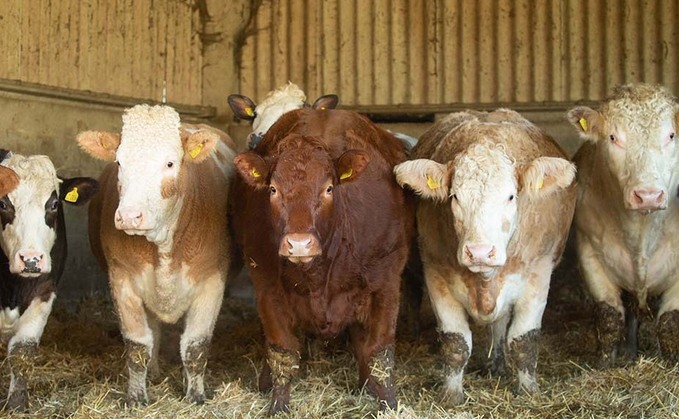 Food production working hand in hand with nature on Buckinghamshire beef and sheep farm