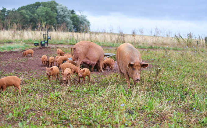 British Pig Association data shows declining numbers overall for the Priority category pig breeds, including the the Tamworth pig 