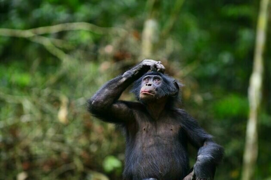 Bonobos create phrases in similar ways to humans, new study suggests