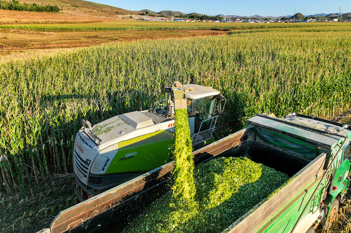 CHINA-INNER MONGOLIA-HARVEST SEASON (CN)