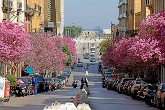 LEBANON-BEIRUT-SPRING-BLOSSOMS