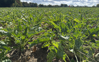 Tightrope for disease control in recovering beet crops