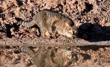 Priorities for effective feral cat management released