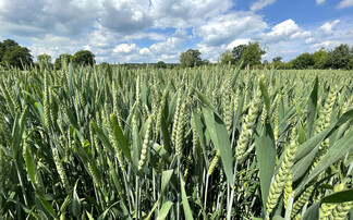 UK research body unveils £221m wheat innovation programme