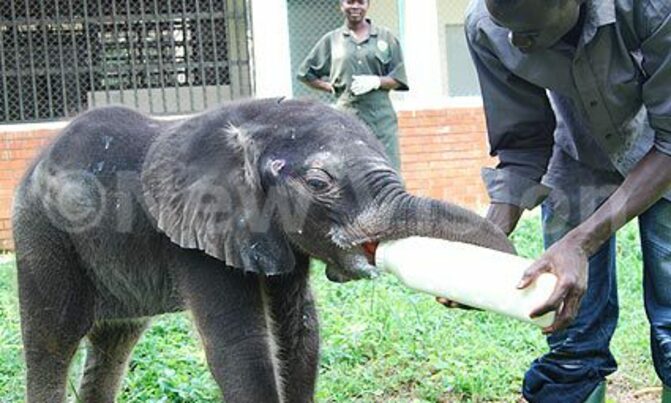 Africa risks losing 20 percent of elephants in 10 years Africa risks losing 20 percent of elephants in 10 years