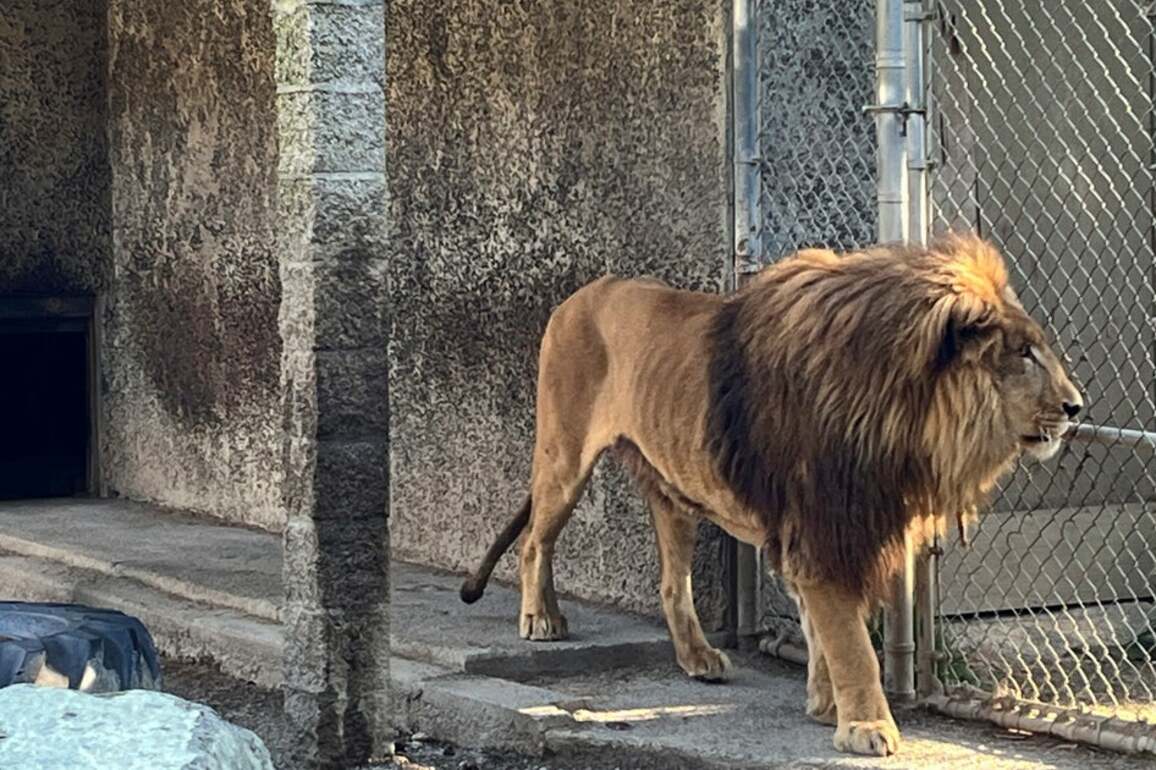 Oregon Roadside Zoo Owner Arrested After Seizure Of Drugs, Guns  UK Crime