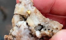  Visible gold from Burin Gold’s Hickey’s Pond project in Newfoundland