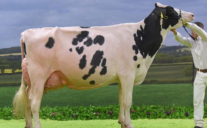 UK DAIRY EXPO 2020: Holstein crowned supreme