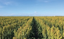  Tactical sorghum agronomy or more specifically row spacing, hybrid selection and plant population for maintaining crop yield across diverse regions in Queensland and northern New South Wales is the focus of a recent GRDC podcast. Image: Ben White