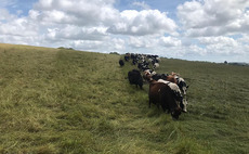 Tall grass grazing brings soil and herd health benefits