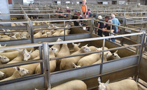 Bluetongue latest: Welsh cases exceed 100 | New AHDB map shows suspected and confirmed cases