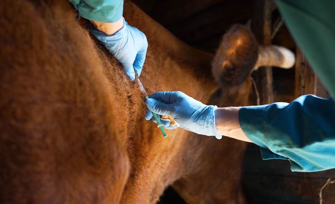 A research partnership has delivered a vaccine to protect Australian livestock from FMD.