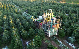 Growing Christmas perfectly with UK produced trees