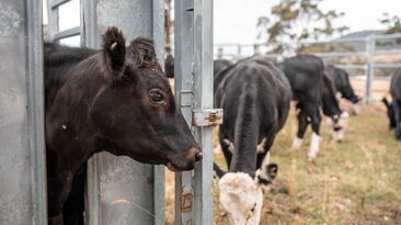 Vaccinating unpredictable animals puts livestock handlers at risk of potentially dangerous needlestick injuries. 