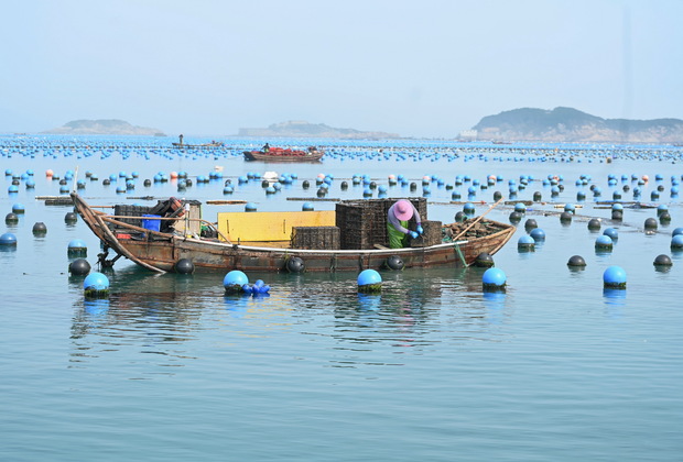 FujianPano | Fishermen in SE China's Fujian start abalone farming and sowing