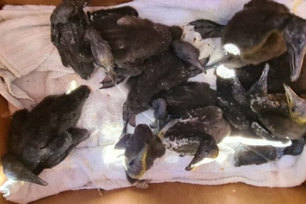 Hundreds of Cape cormorant chicks rescued from Robben Island